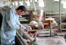 ELBA 2024 Chile será sede del primer encuentro de Bienestar Animal en América Latina