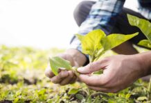 Efecto Iglú: Gotas de agua protegen a los cultivos de las heladas en el sector agrícola