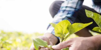 Efecto Iglú: Gotas de agua protegen a los cultivos de las heladas en el sector agrícola