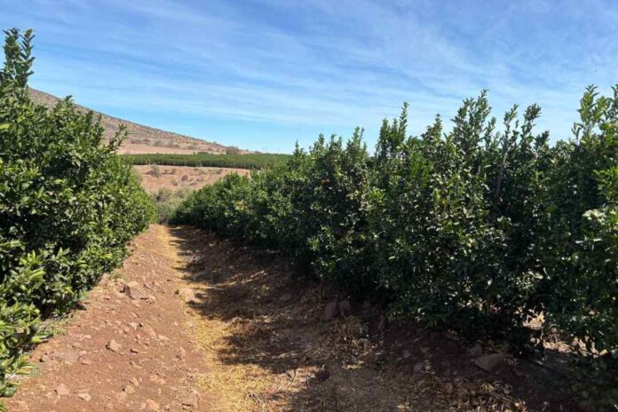 El CEO de Terragénesis visita la Cuarta Región para supervisar proyectos de agricultura regenerativa