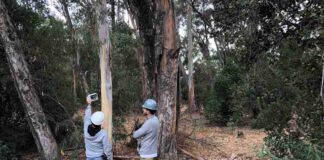 FlameSense: la startup que busca revolucionar la prevención de incendios forestales en Chile gracias a la IA