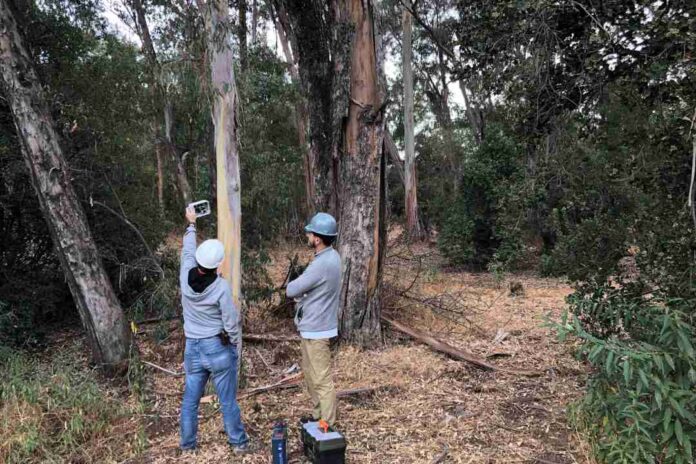 FlameSense: la startup que busca revolucionar la prevención de incendios forestales en Chile gracias a la IA