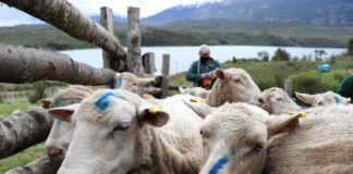 Gobierno regional de Aysén