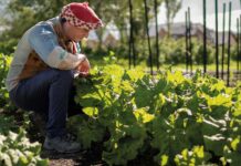Huerta biointensiva en Torres del Paine amplía variedad de bio-preparados para desarrollar cultivos en condiciones extremas