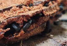 Investigadores de INIA desarrollan cebo en base a semioquímicos para controlar agresiva plaga forestal