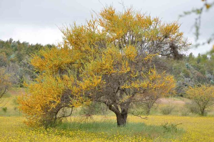 Más de 390 mil hectáreas de ecosistemas boscosos hay en la Región Metropolitana