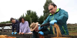 Ministerio de Agricultura anuncia iniciativa para erradicar la brucelosis bovina durante este gobierno