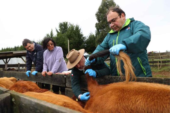 Ministerio de Agricultura anuncia iniciativa para erradicar la brucelosis bovina durante este gobierno