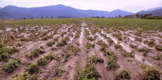 Ministro Valenzuela monitorea el grado de afectación agrícola en la RM: “Es más acotada que el año pasado, pero en algunos lugares golpeó y duro”