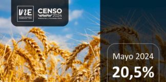 Molienda de trigo de la Región del Biobío aumentó 20,5% en mayo