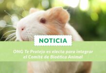ONG Te Protejo