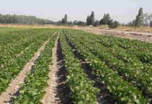 Prevención de virosis aumenta el rendimiento en el cultivo de poroto