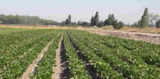 Prevención de virosis aumenta el rendimiento en el cultivo de poroto