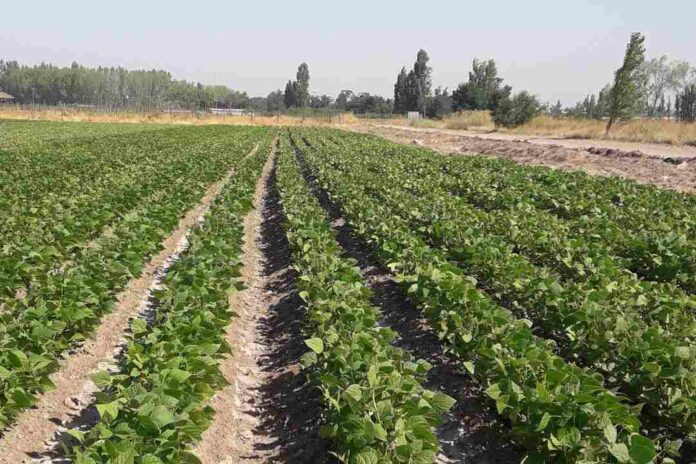 Prevención de virosis aumenta el rendimiento en el cultivo de poroto