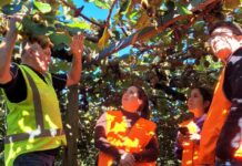 Productores chilenos del Comité del Kiwi de Frutas de Chile visitan a productores de Zespri en Nueva Zelanda