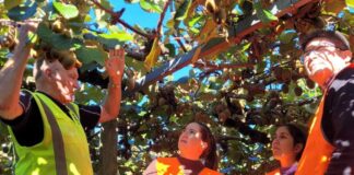 Productores chilenos del Comité del Kiwi de Frutas de Chile visitan a productores de Zespri en Nueva Zelanda