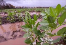 Programa Siembra por Chile 2024 dispone de $131 mil millones iniciales para fortalecer la agricultura