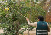 SAG intensifica despliegue operativo para proteger a Chile de la mosca de la fruta