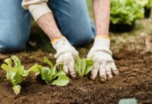 ¿Plantar o no en temporada de invierno Académicos UCSC entregan consejos para cultivar en esta época