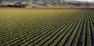 ¿Tienes un terreno agrícola? Claves por las que se debería saber cómo valorizarlos