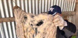 Agricultores utilizan lana de oveja como biofertilizante