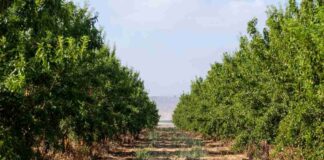 Agricultura sostenible: Cómo los créditos de carbono están cambiando el futuro de los agricultores