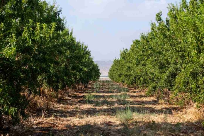 Agricultura sostenible: Cómo los créditos de carbono están cambiando el futuro de los agricultores