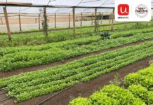 Alianza entre Unimarc e INDAP permite a más de 50 pequeños agricultores comercializar sus hortalizas en la cadena de supermercados