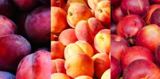 Carozos chilenos cierran una desafiante temporada, pero logran récord de exportaciones en valores y volumen