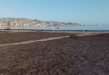 Científicos de Antofagasta y Coquimbo estudian residuos de algas como mejoradores de cultivos en zonas áridas