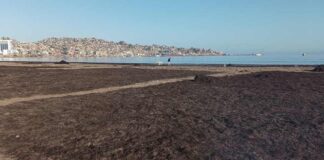 Científicos de Antofagasta y Coquimbo estudian residuos de algas como mejoradores de cultivos en zonas áridas