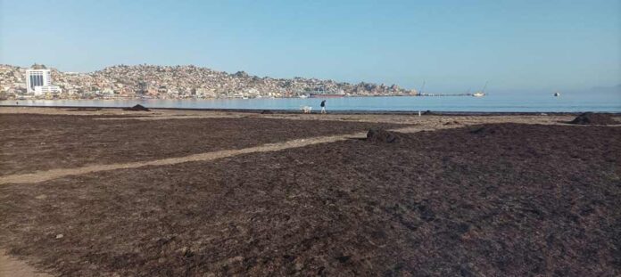 Científicos de Antofagasta y Coquimbo estudian residuos de algas como mejoradores de cultivos en zonas áridas