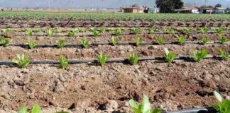 Comunidades agrícolas e indígenas del Norte Chico podrán participar en concurso de tecnificación para proyectos no seleccionados de la CNR