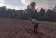 La Manzana de Valdivia y su proyecto de legumbres agroecológicas con familias campesinas