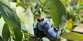 Crean tres variedades de berries adaptables al cambio climático y mejor rendimiento