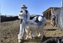 El 61% de las enfermedades humanas son zoonóticas: El SAG llama a la Acción en el Día Mundial de las Zoonosis