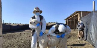 El 61% de las enfermedades humanas son zoonóticas: El SAG llama a la Acción en el Día Mundial de las Zoonosis