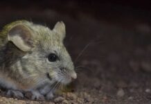 Gato Andino en riesgo: una de sus presas predilectas están muriendo de forma misteriosa en río de Lo Barnechea