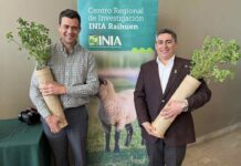 INIA lanza primera variedad de alfalfa de secano que destaca por su alta persistencia y potencial productivo 