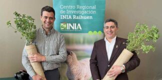 INIA lanza primera variedad de alfalfa de secano que destaca por su alta persistencia y potencial productivo 