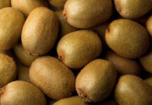 Industria del kiwi se prepara para su primer “Kiwi Day 2024”: Productores, Exportadores y Expertos analizarán la situación actual y futura del kiwi chileno