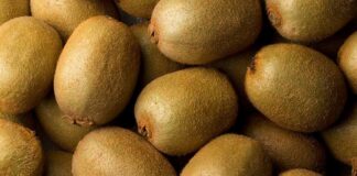 Industria del kiwi se prepara para su primer “Kiwi Day 2024”: Productores, Exportadores y Expertos analizarán la situación actual y futura del kiwi chileno