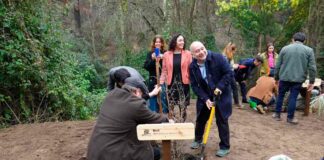 Jardín Botánico presentó la colección de los árboles monumentos naturales de Chile