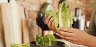 Lluvias y heladas provocan importante alza en el precio de la lechuga