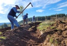 Microterrazas aportan a la conservación de suelos degradados en Ñuble