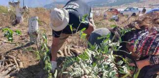 Realizarán capacitaciones en Agricultura Regenerativa para productores de Cabildo y Petorca