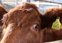 SAG Aysén extiende el llamado a mantener vigente la Declaración Anual de Existencia Animal