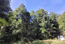 SAG instala preventivamente cámaras trampa para verificar presencia de carnívoros en localidad de Templanza