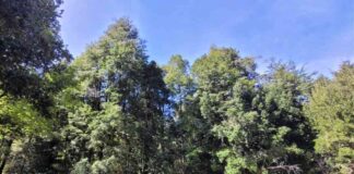 SAG instala preventivamente cámaras trampa para verificar presencia de carnívoros en localidad de Templanza