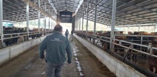 Sag Los Lagos habilita nuevos predios para exportación de carne bovina a la unión Europea